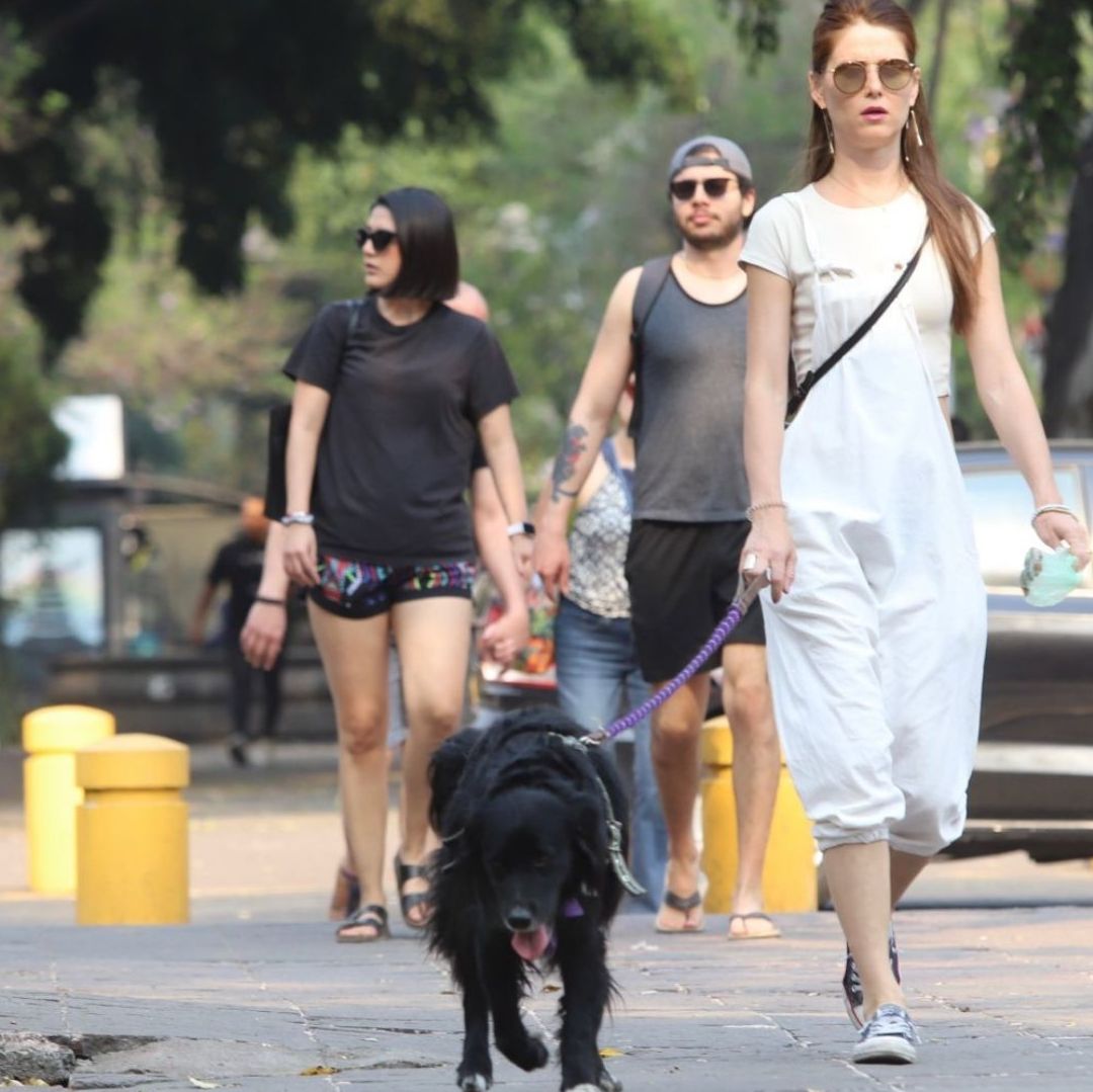 ¿Cómo Evitar que las Mascotas Sufran Afectaciones por la Onda de Calor?
