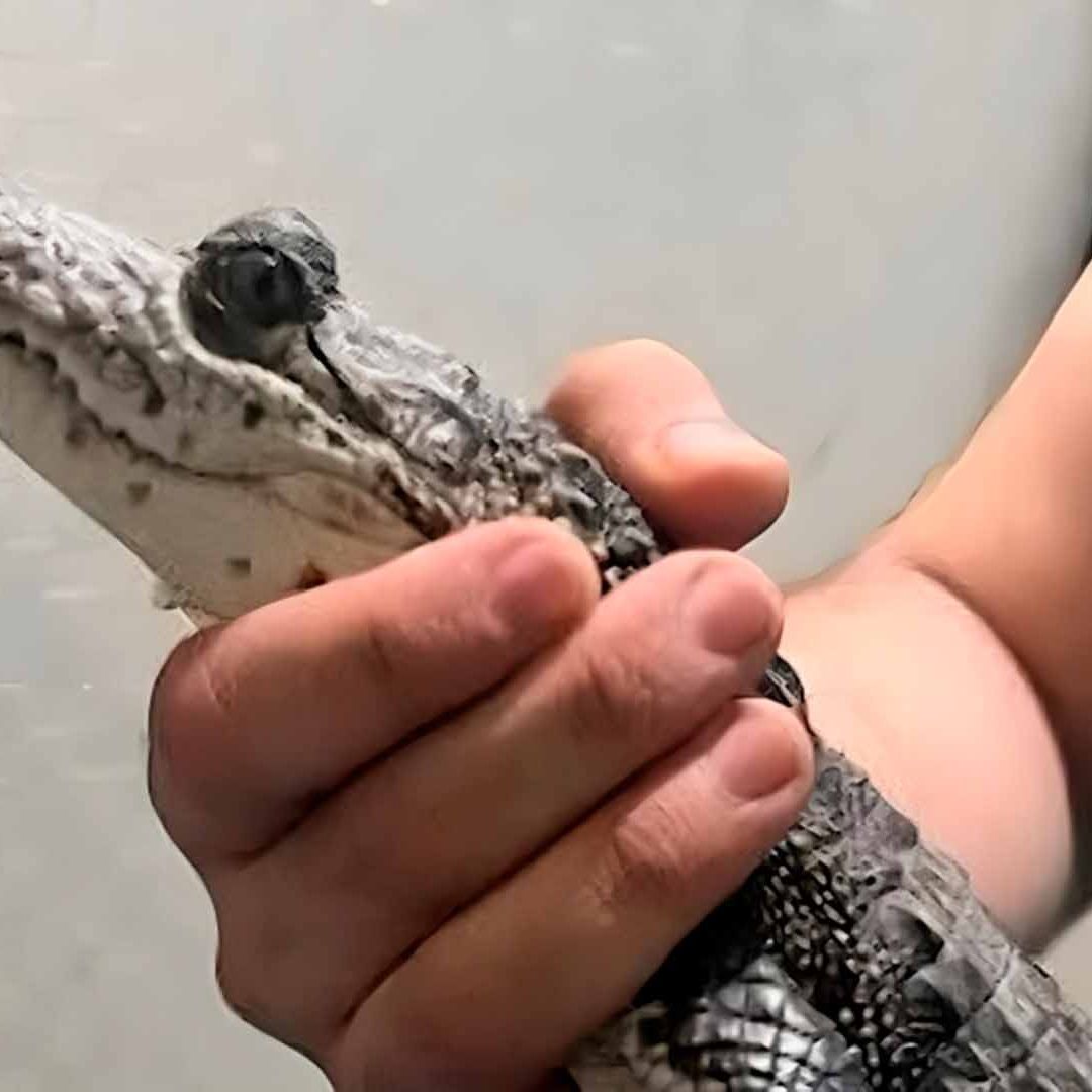 Vecinos Encuentran Cocodrilo en la Cochera de su Casa en Saltillo