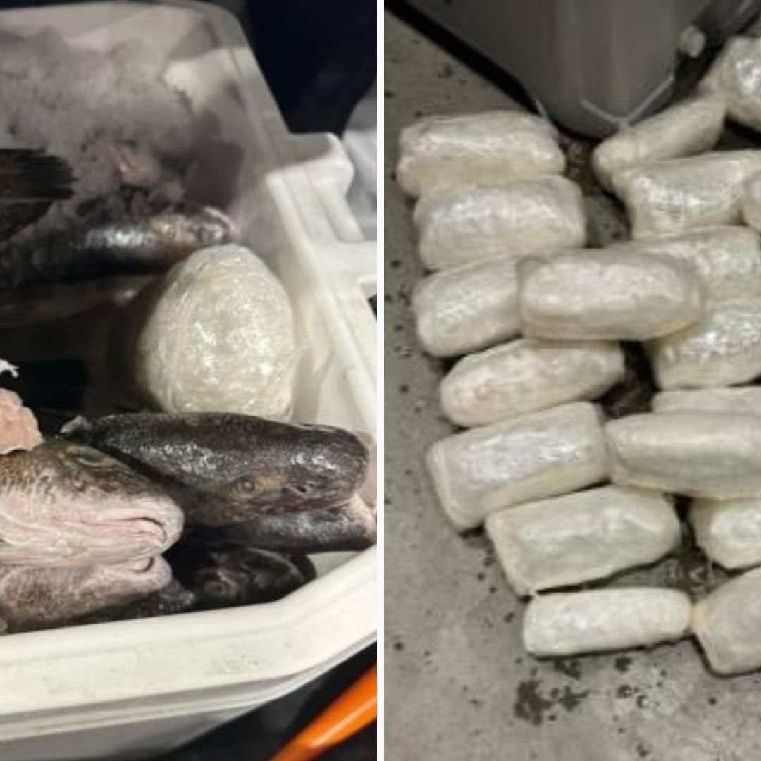 Encuentran Metanfetamina en Hielera Llena de Pescado en Garita de Calexico