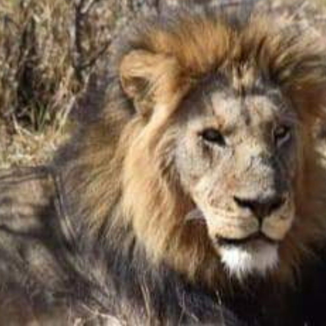 León Suelto Atemoriza a Habitantes de Tlaxcala; N+ Puebla Documentó Huellas