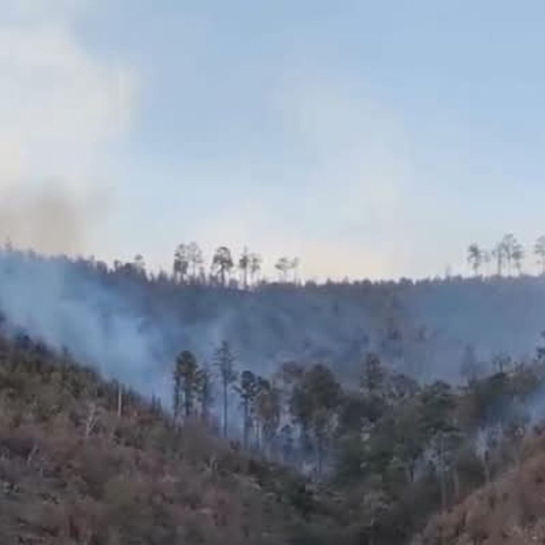 Incendio Forestal Ha Consumido 320 Hectáreas en Nácori Chico