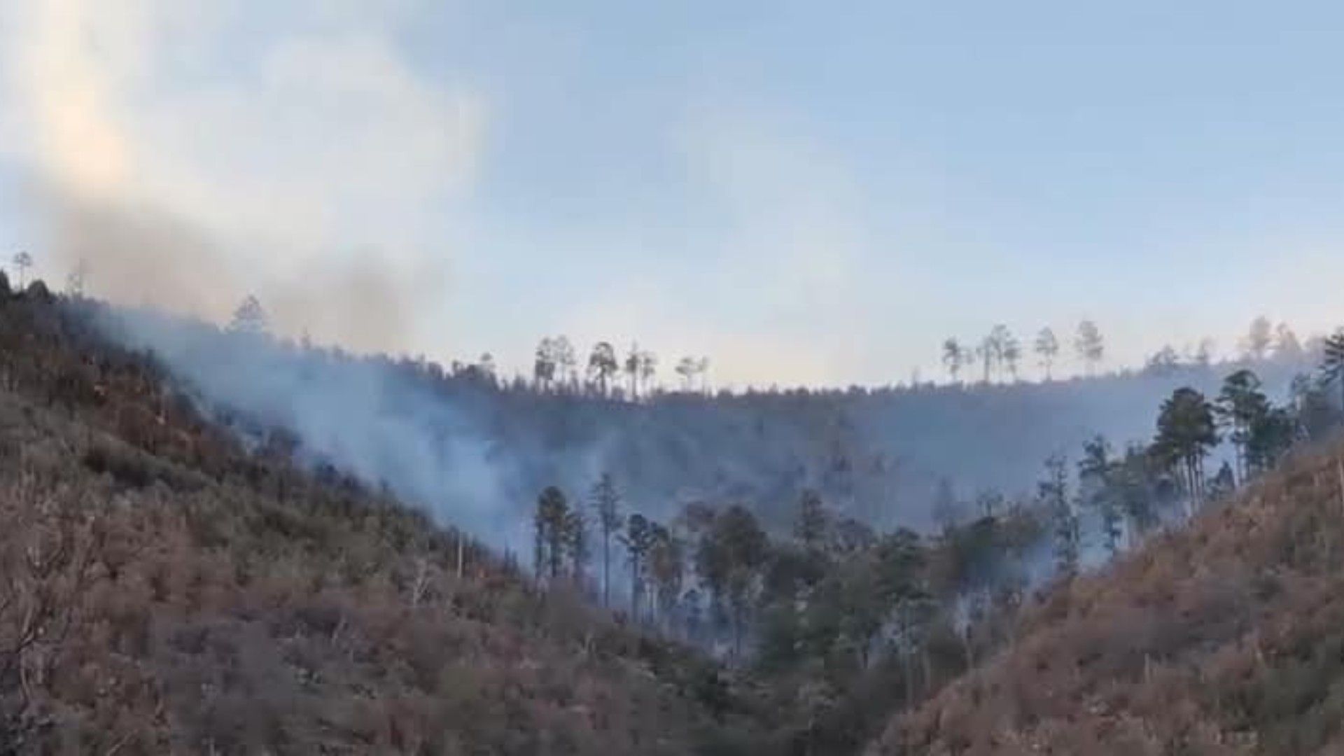 Incendio Forestal Ha Consumido 320 Hectáreas en Nácori Chico
