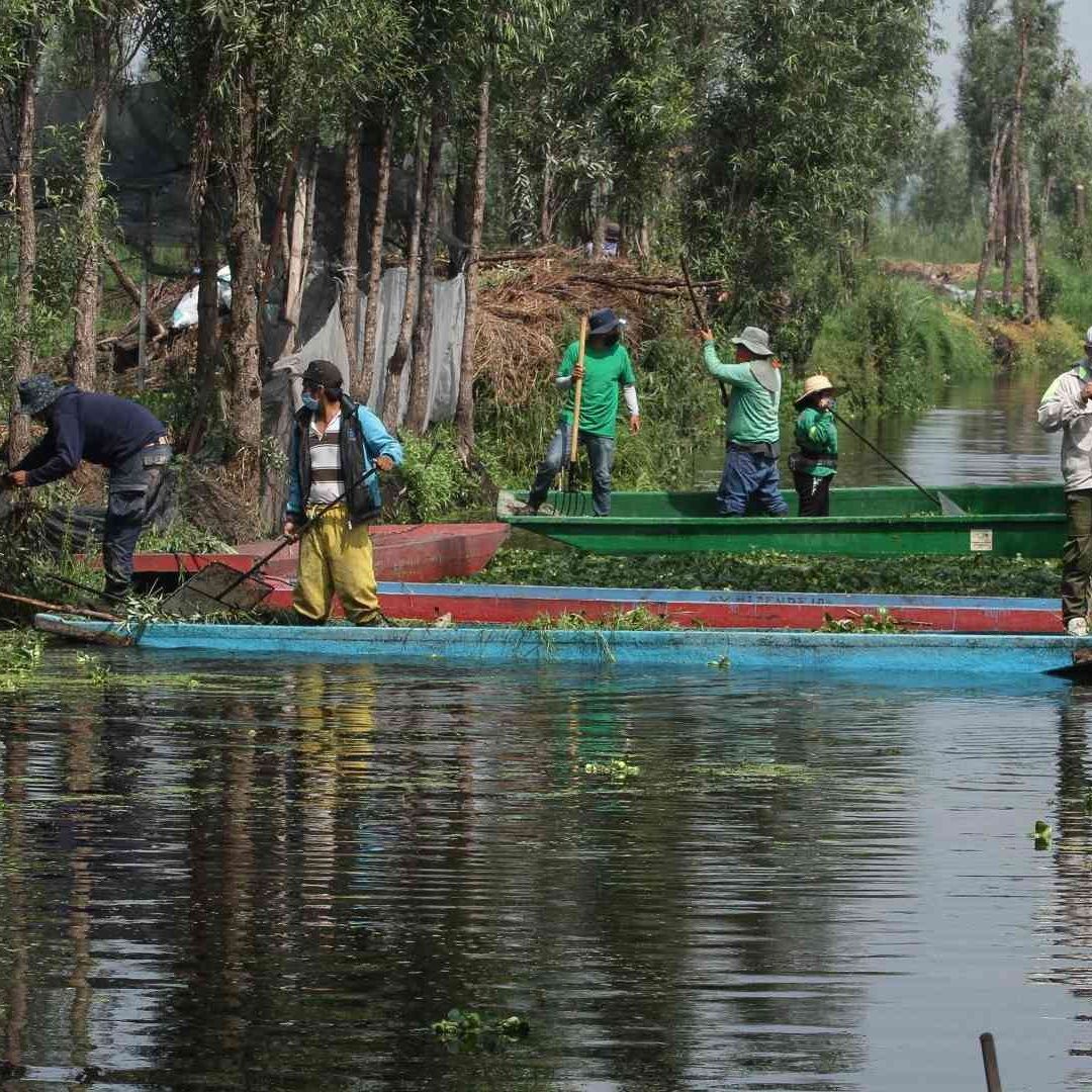 Zona de humedales en el Parque Ecológico de Xochimilco y San Gregorio