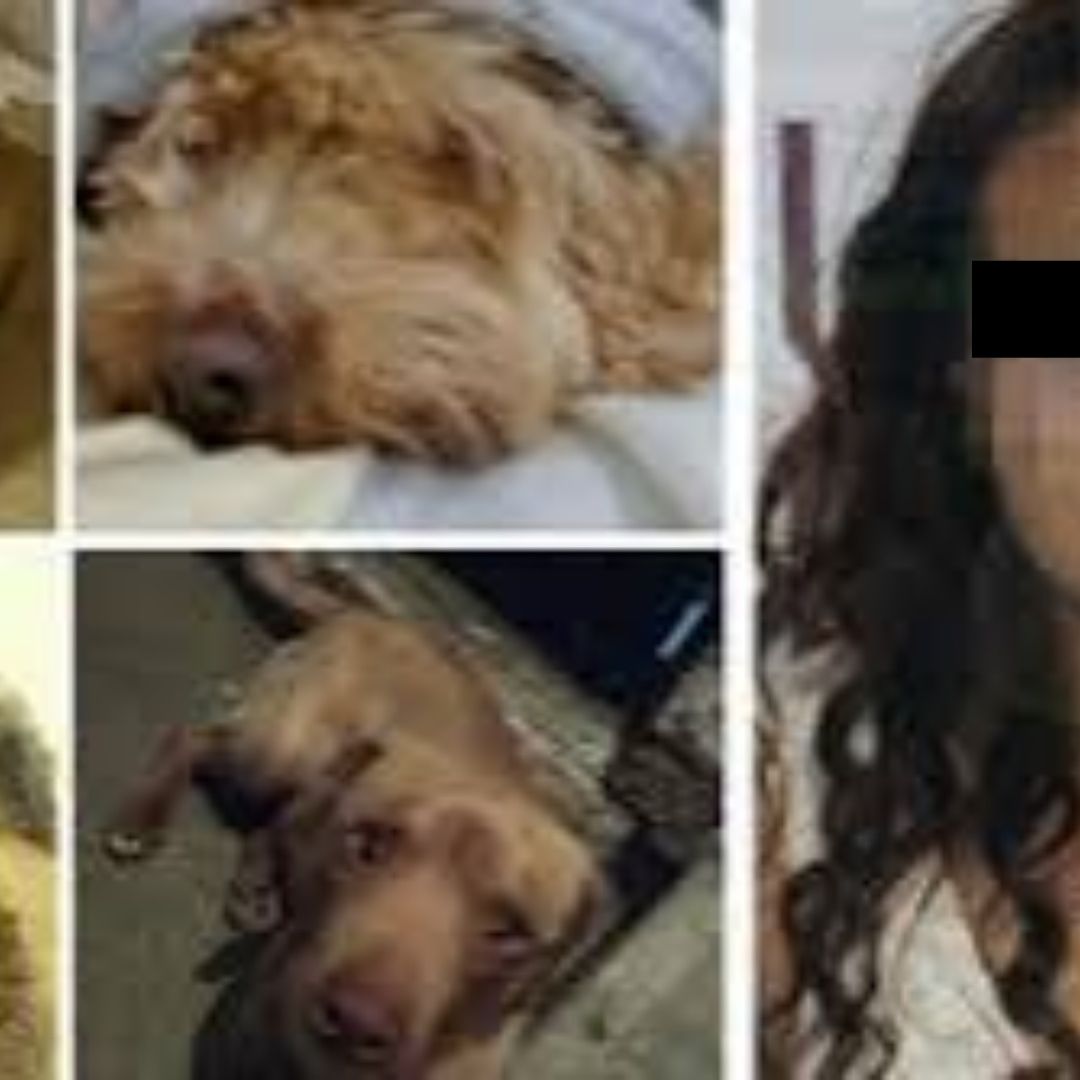Detienen a Mujer que Vendía Tacos de Carne Enchilada de Perro Afuera de una Iglesia