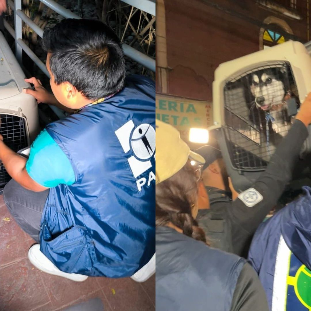Rescatan a Dos Perros Víctimas de Maltrato Animal en la Colonia Santa María la Ribera