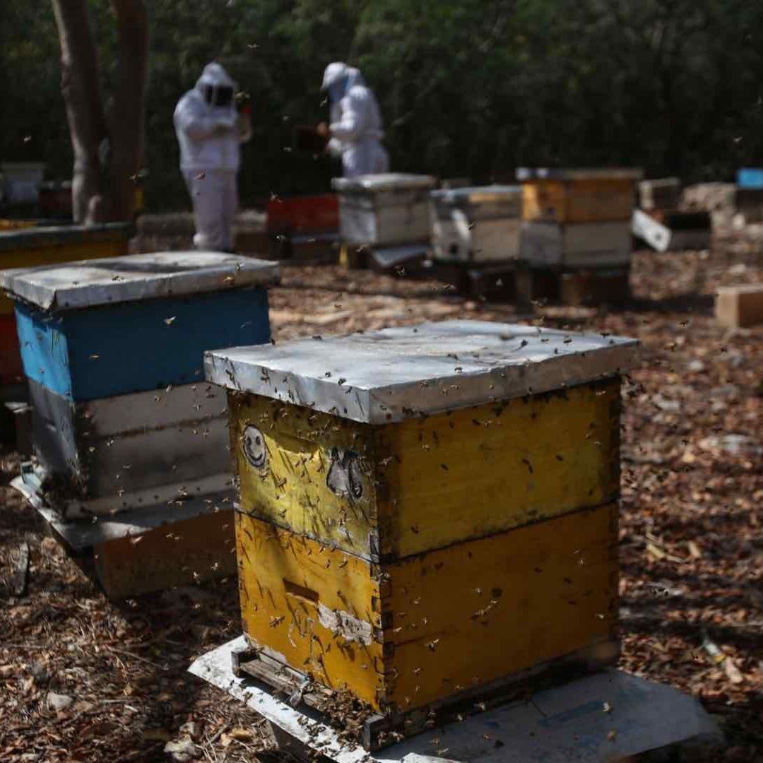 Altas temperaturas provocan sequía, calor y afectación agropecuaria en Yucatán