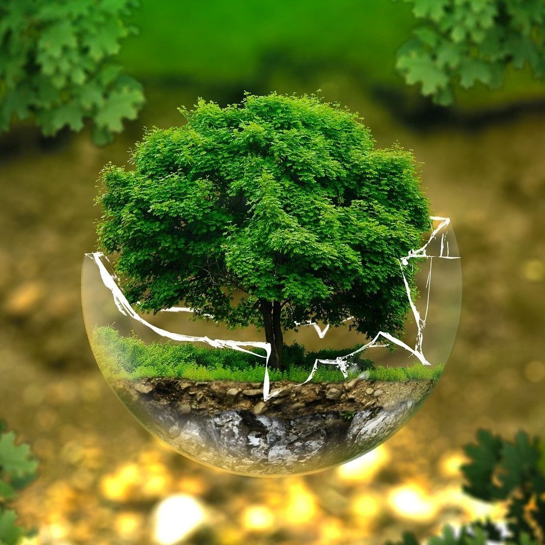 Conoce algunas de las actividades que puedes realizar en el Día Mundial de la Madre Tierra 2024