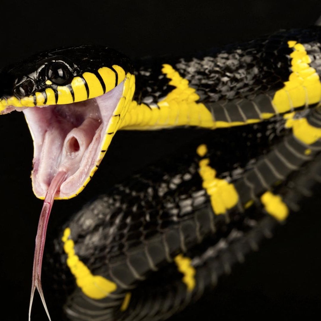 Serpiente del género boiga