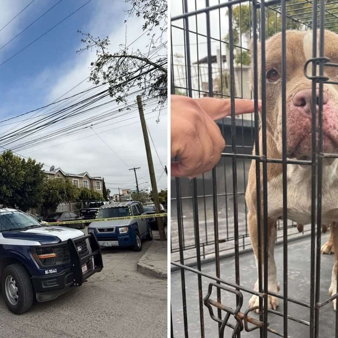 Rescatan a 8 Perros por Presunto Maltrato en Tijuana