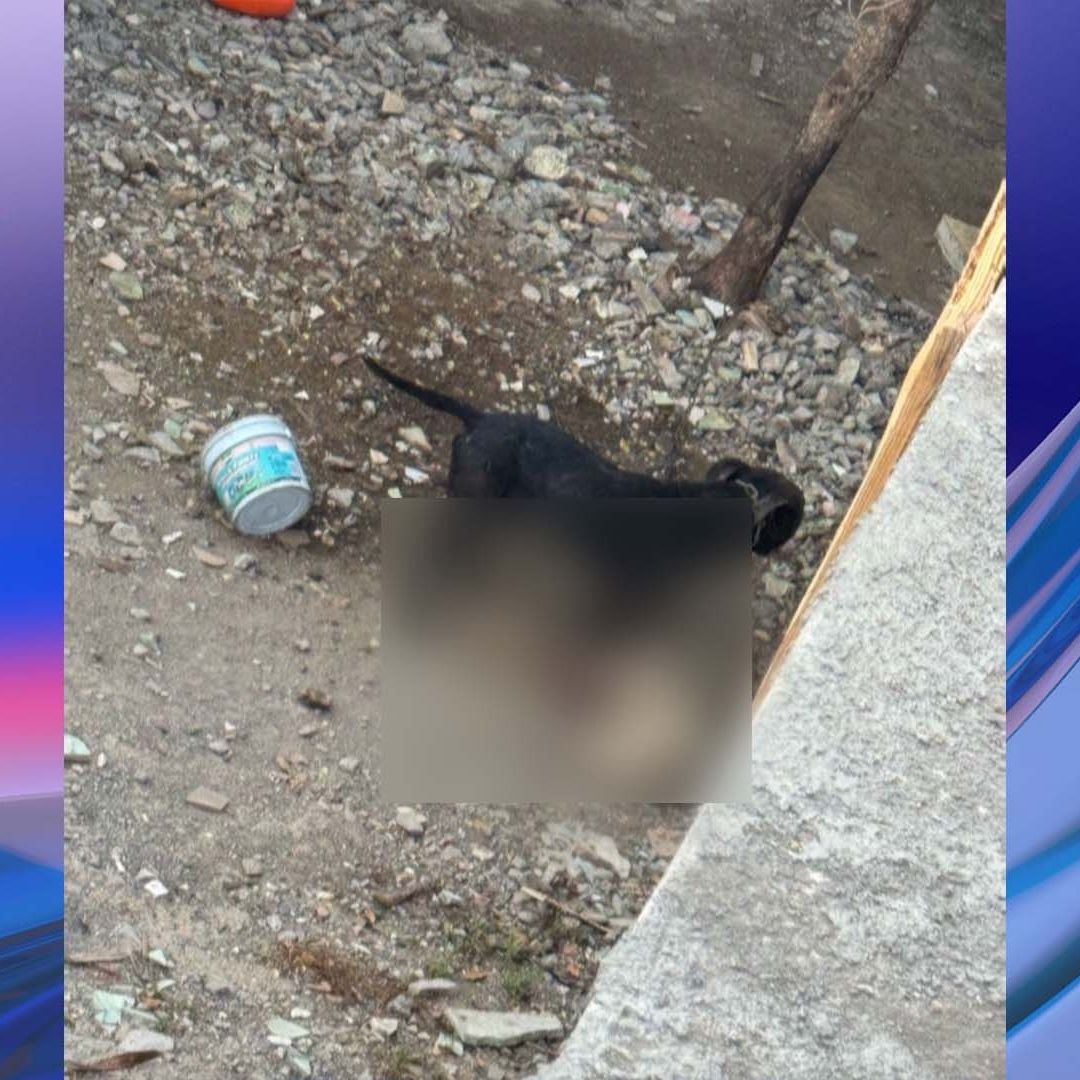 Perro Muere Tras Ser Atacado por Otro Perro en Matamoros