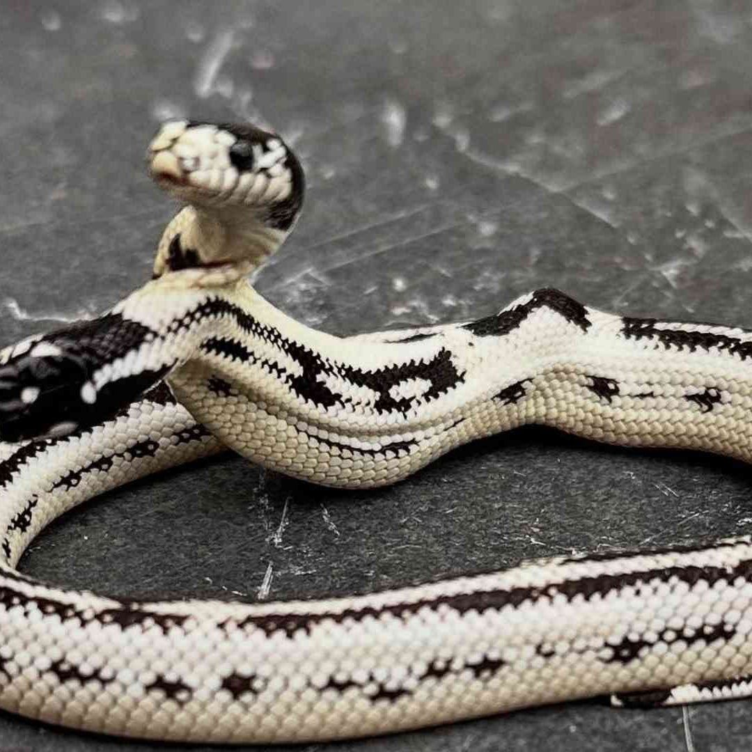Víbora Ángel y Zeke.