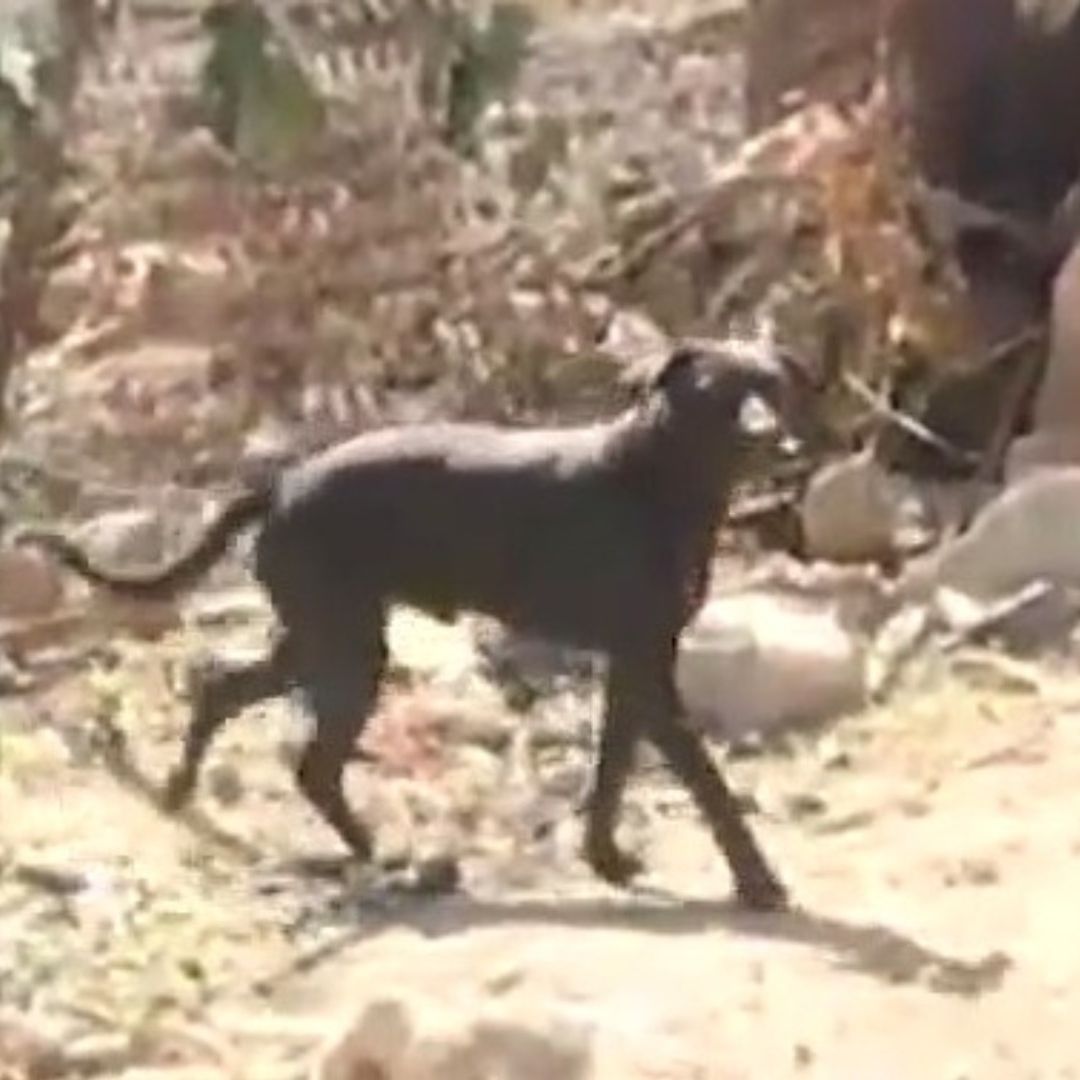 ‘El Negro’ Perrito de Gloria No Pierde la Esperanza y Busca a su Dueña Entre los Restos del Incendio del Álamo Industrial