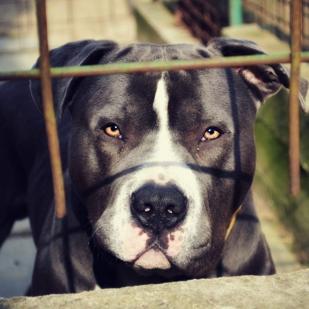 Perro Pitbull Mata Bebé de 2 Años