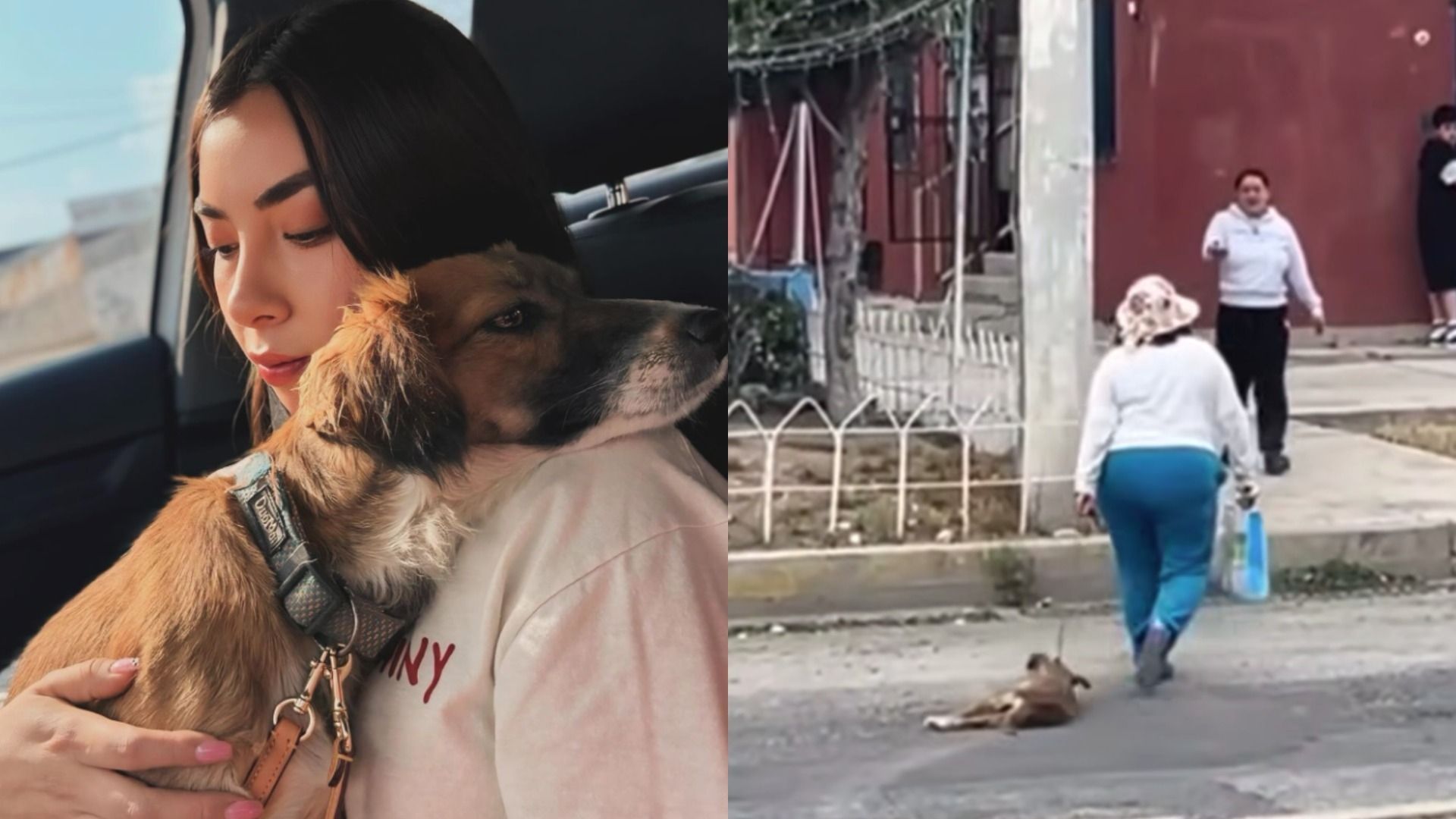Perrita Arrastrada por su Dueña y a Punto de Morir Asfixiada Es Entregada a Activista en Pachuca