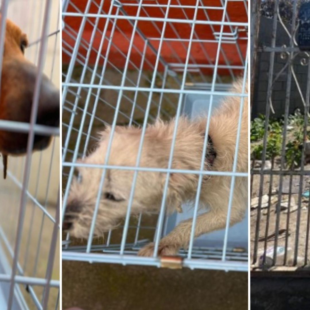 Rescatan a Perros de Condiciones Precarias en Tijuana
