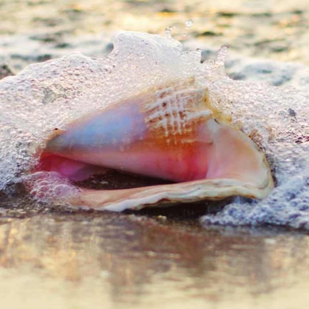 Microplásticos Agravan Reproducción del Caracol Rosado, Especie en Peligro de Extinción