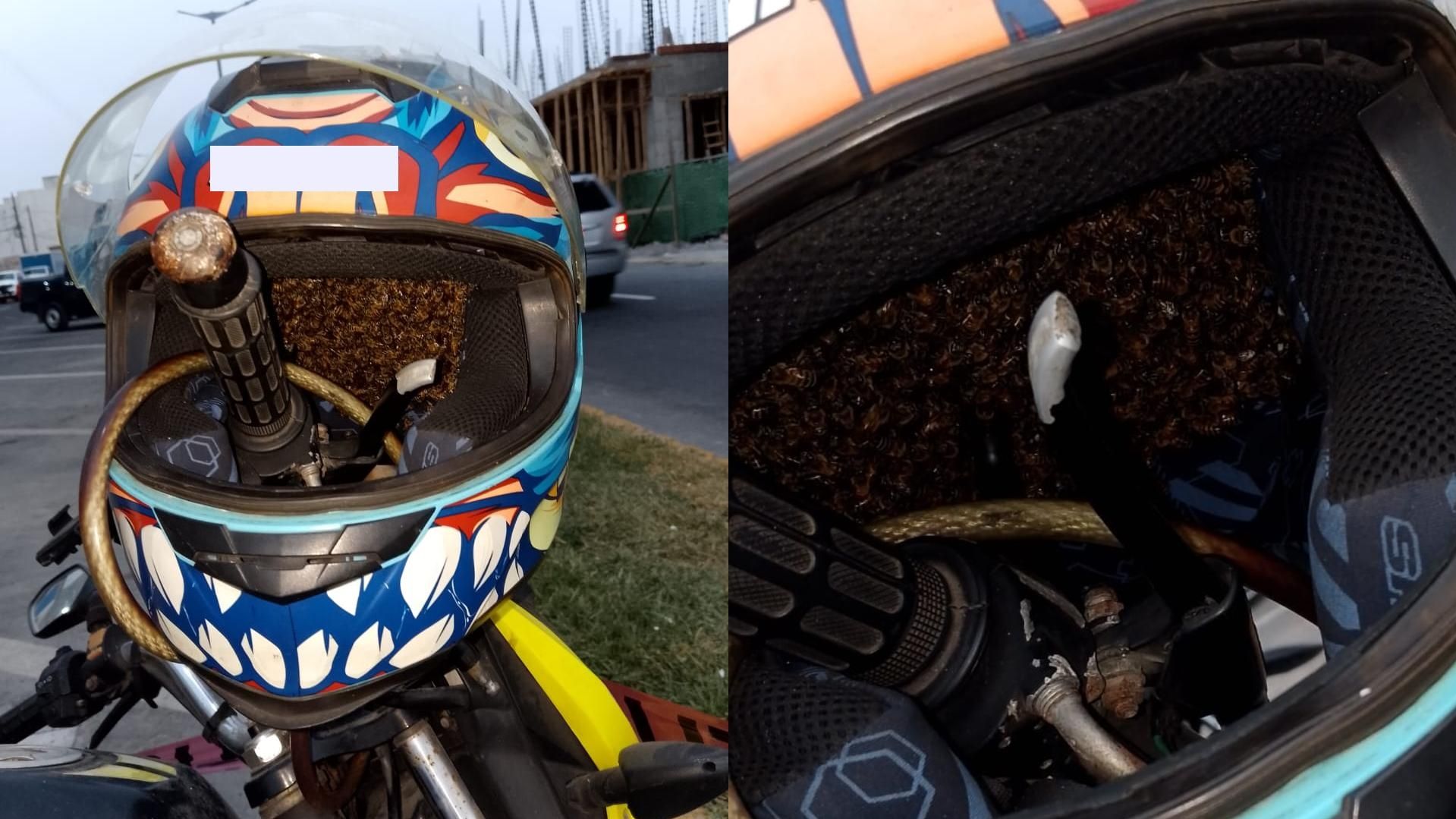 Un motociclista intentar ponerse su casco, se llevó un gran susto al descubrir que el interior de su casco había sido invadido por cientos de abejas.