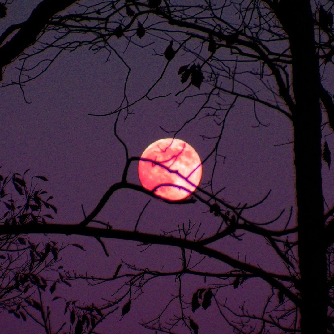 El cielo de México se iluminará este martes 23 de abril con la Luna Rosa; conoce el significado de su nombre