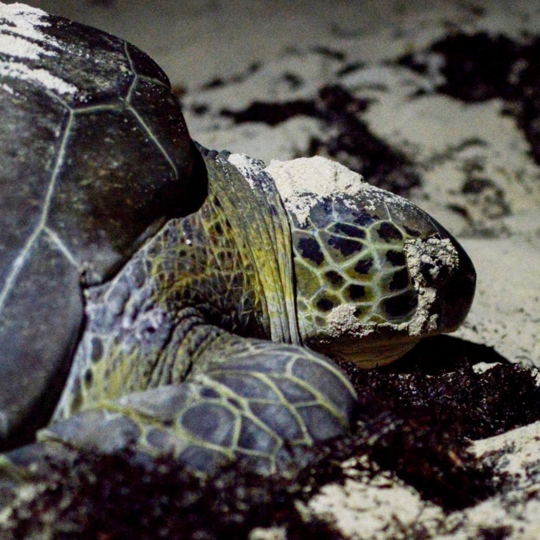 Un nuevo informe detalló que el gobierno de México no ha aplicado de forma efectiva las leyes para proteger a las tortugas caguama