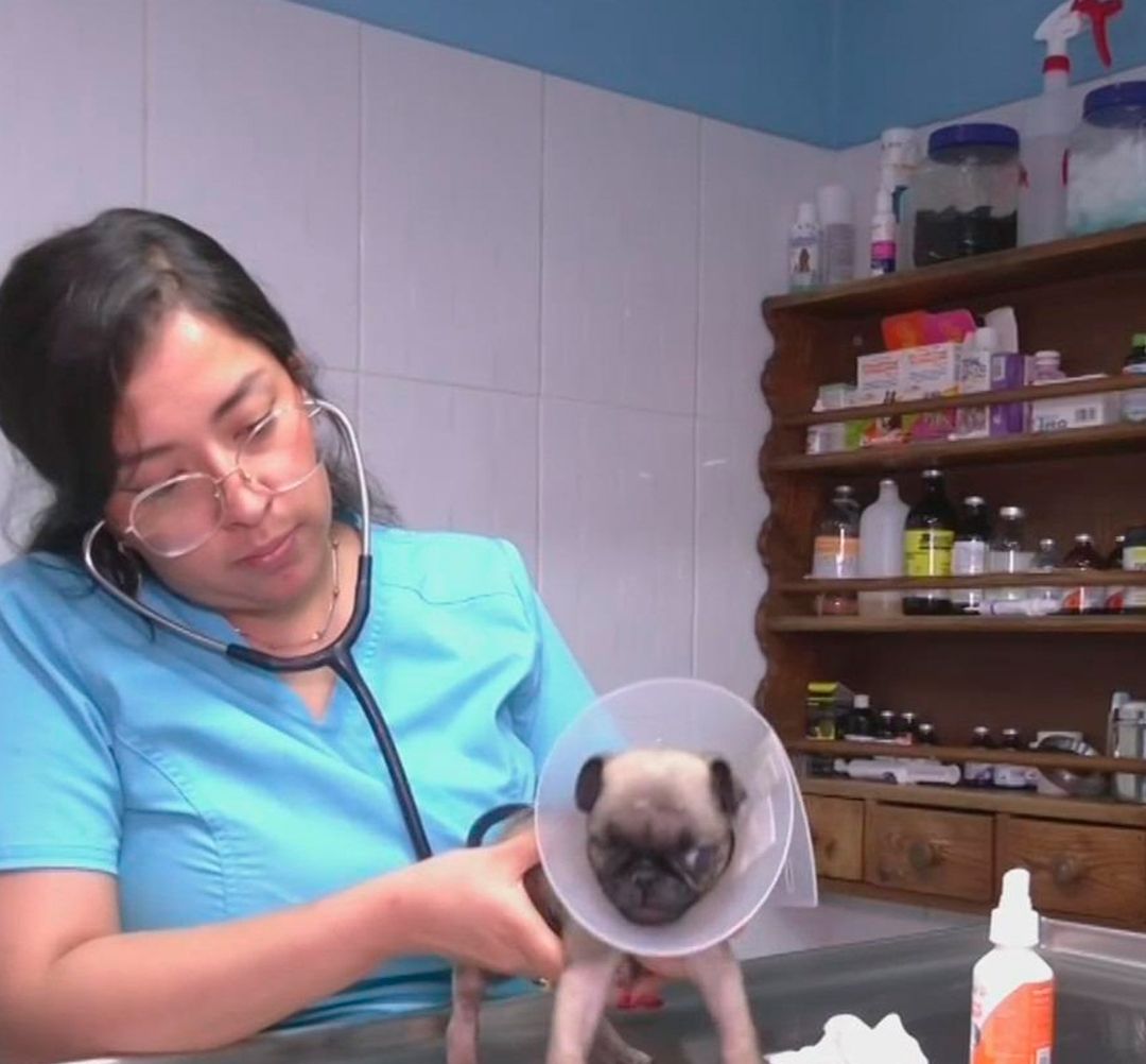 Aumenta atención veterinaria en la Benito Juárez