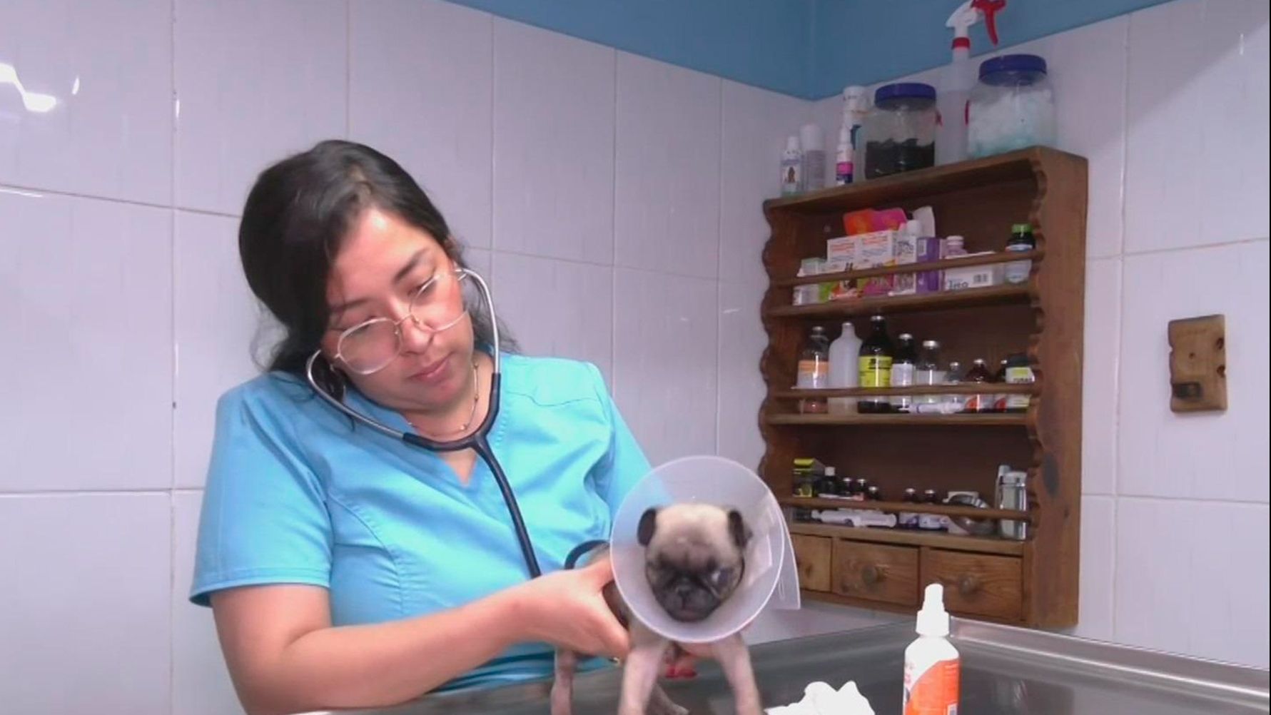Aumenta atención veterinaria en la Benito Juárez