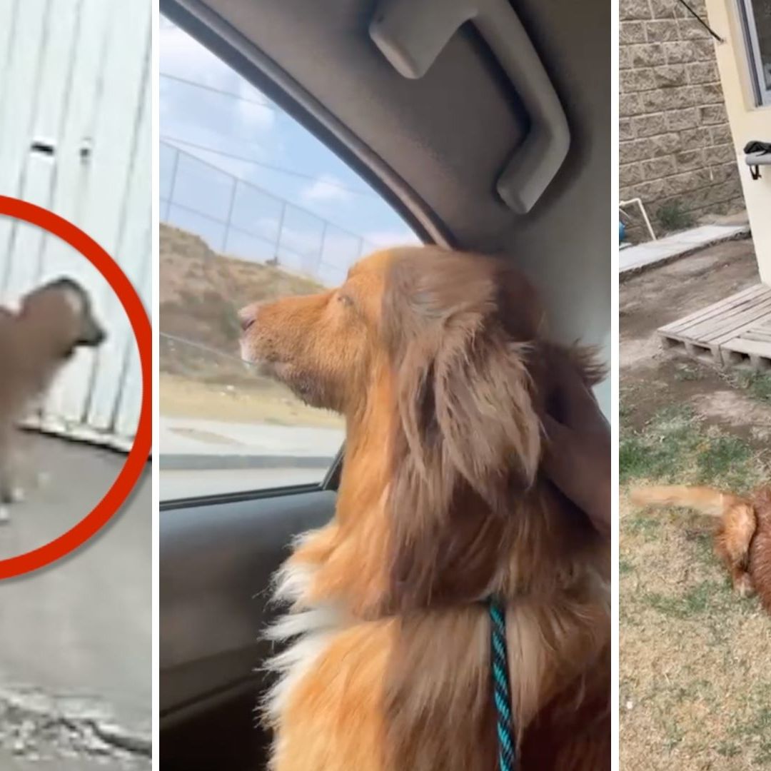 "Pretzel", el perrito que fue abandonado ahora tiene un nuevo hogar en Puebla.