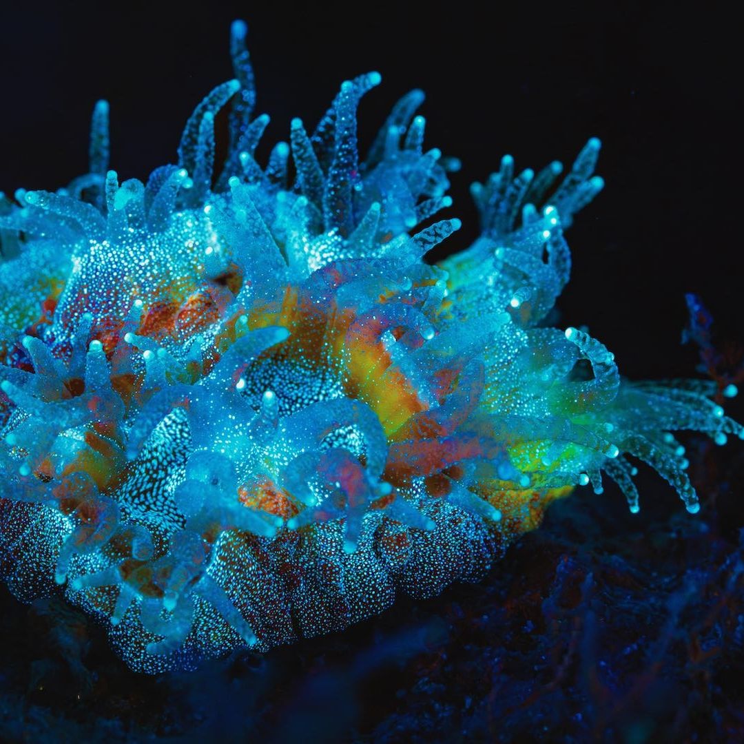 Coral con bioluminiscencia
