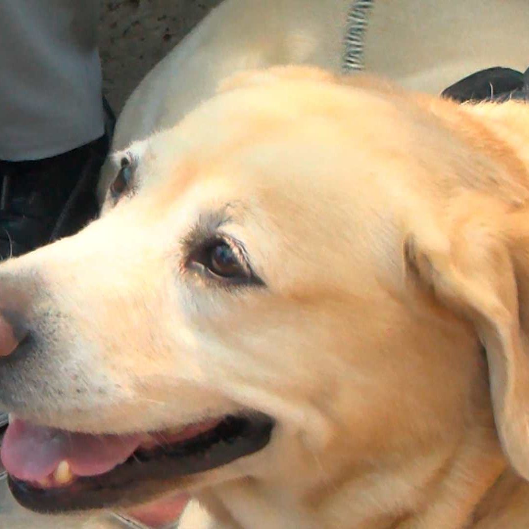 'Camila' es la Perrita Guía Que Ayuda a Personas con Discapacidad Visual