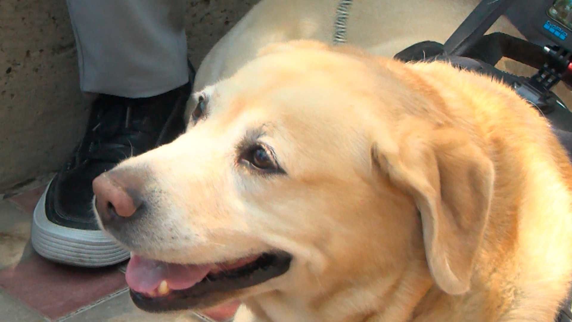 'Camila' es la Perrita Guía Que Ayuda a Personas con Discapacidad Visual