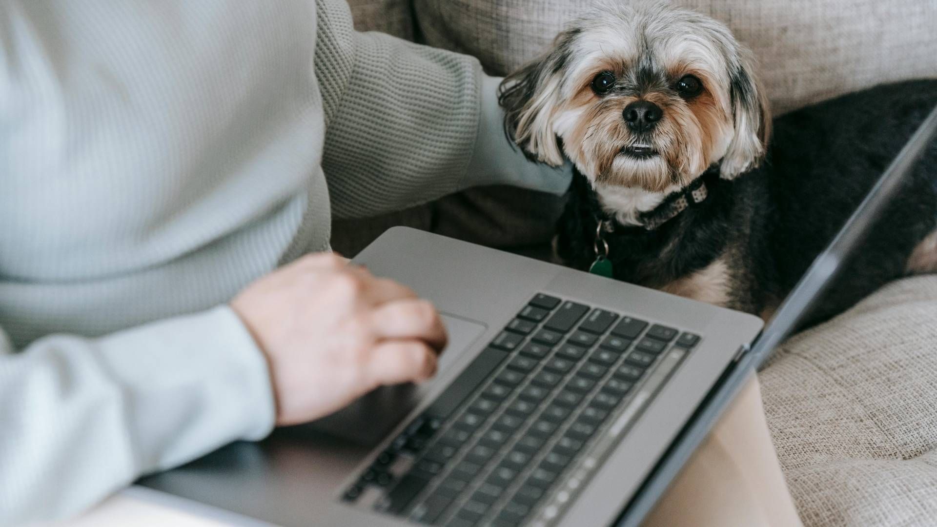 El Registro de Mascotas del Estado de México es similar al RUAC que se habilitó en la CDMX