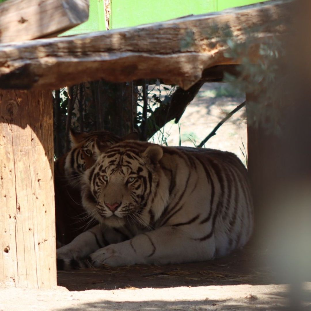 Aseguran Propiedad en La Rumorosa con Tigres, Vehículos y Armamento
