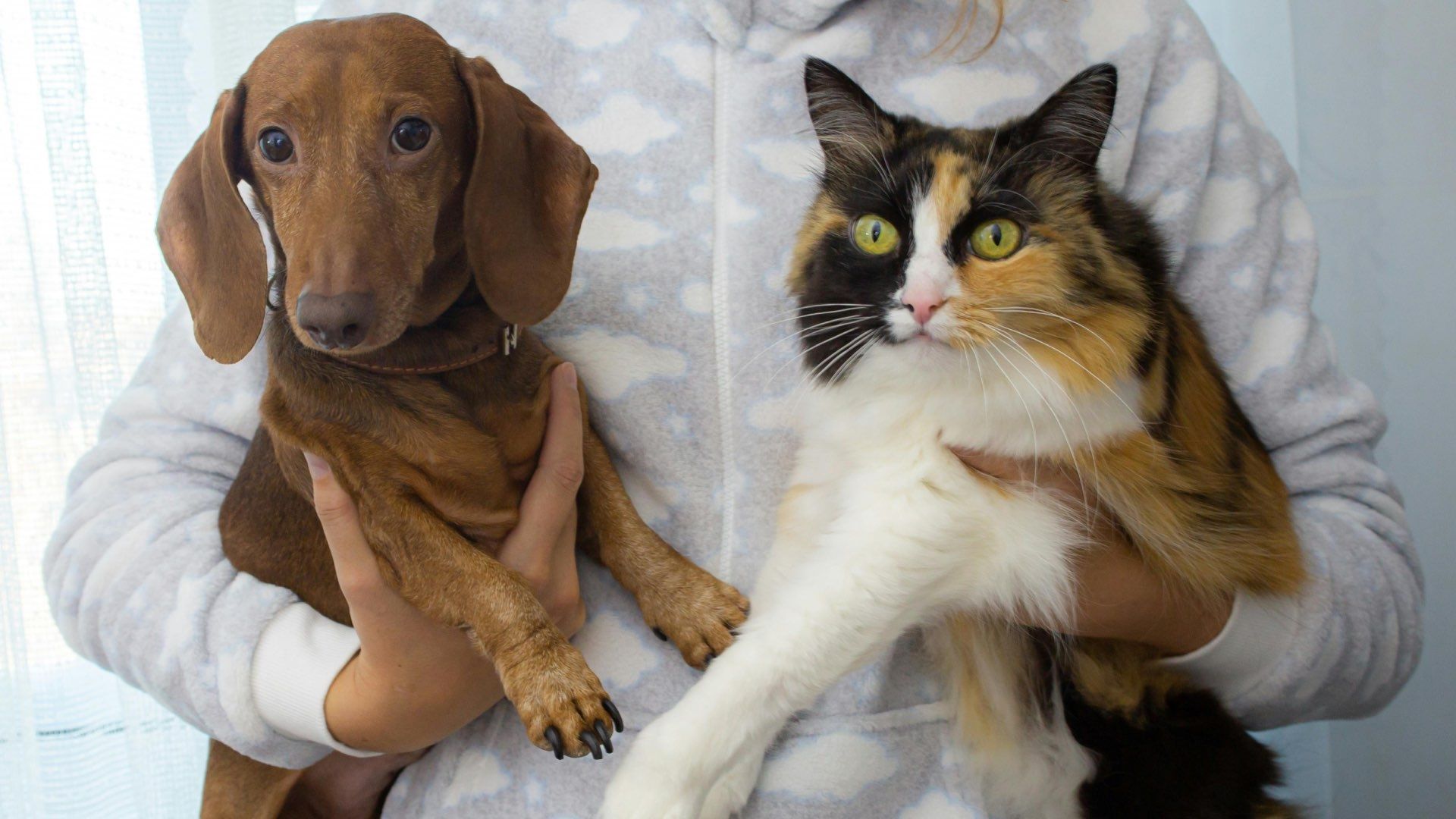 Padrón Estatal de Perros y Gatos en Puebla: Cómo Registrar a mi Mascota