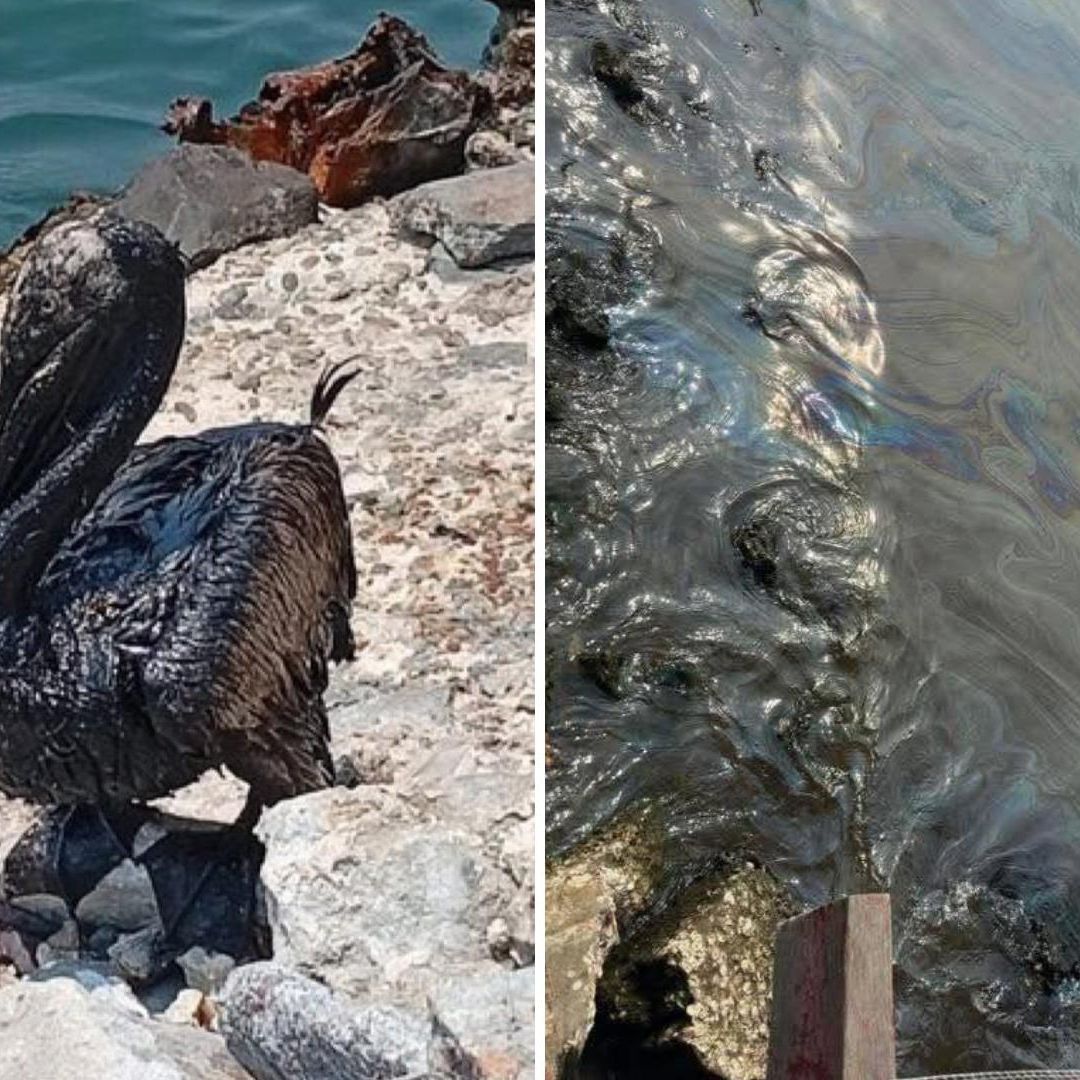 Derrame de Petróleo en Paraíso, Tabasco, Afecta Varios Kilómetros de Playas y Ecosistemas
