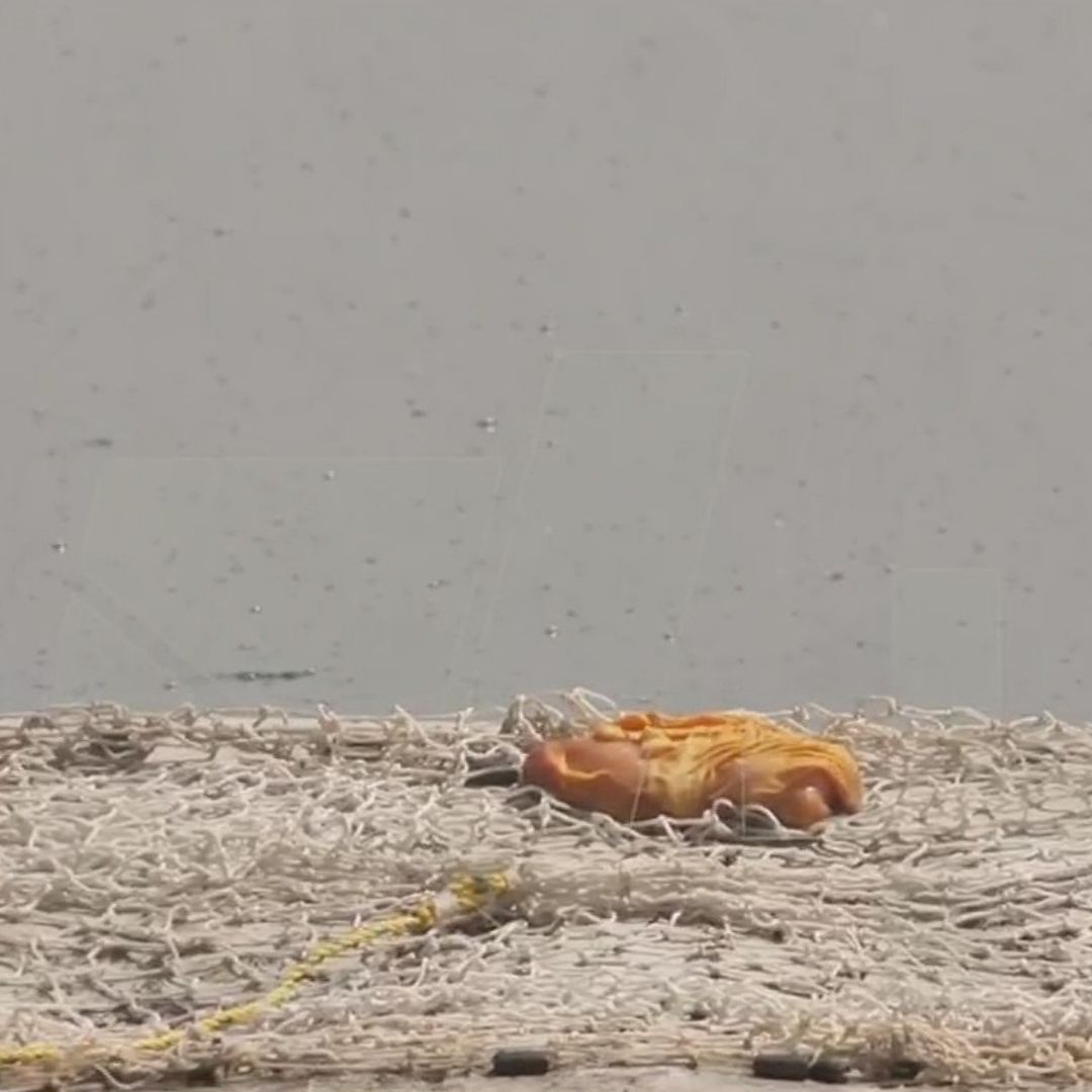 Instalan Trampas para Capturar a Cocodrilo en Laguna La Piedad en Cuautitlán Izcalli