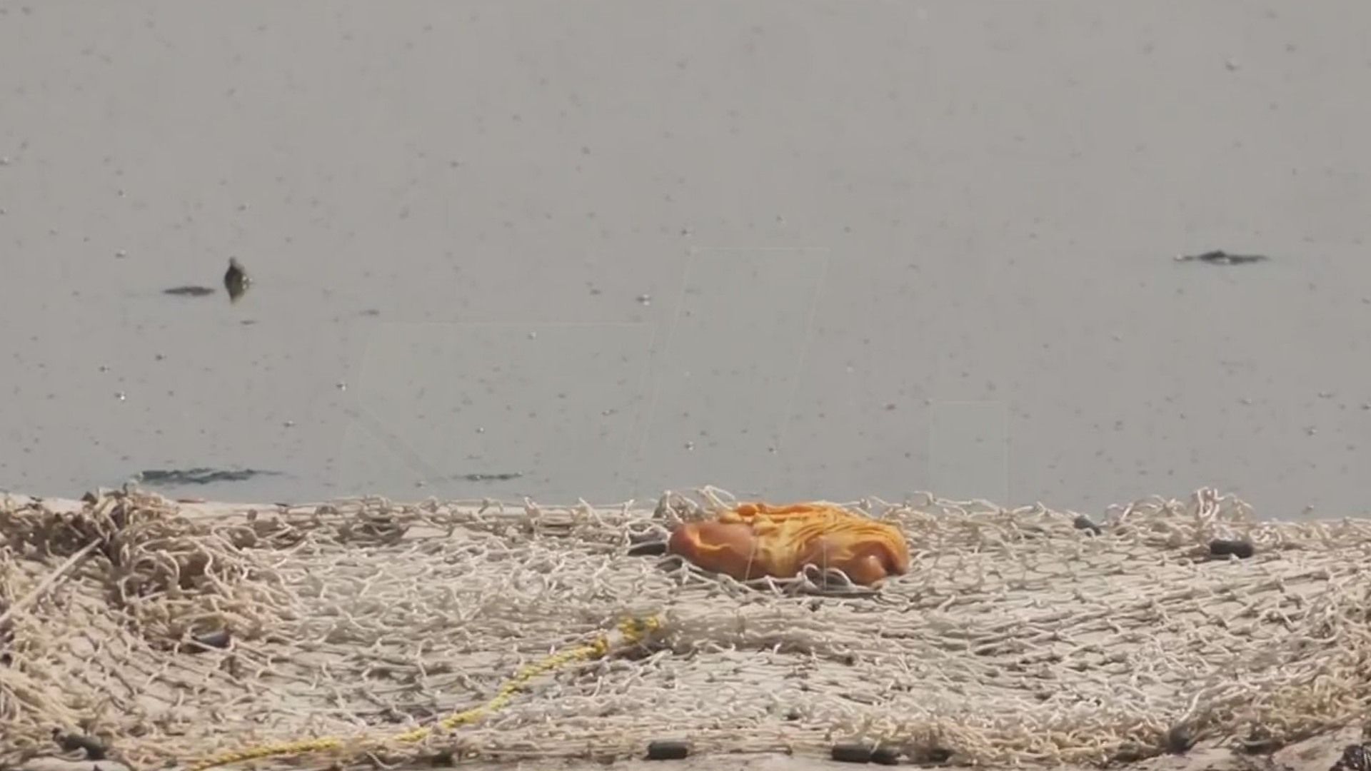 Instalan Trampas para Capturar a Cocodrilo en Laguna La Piedad en Cuautitlán Izcalli