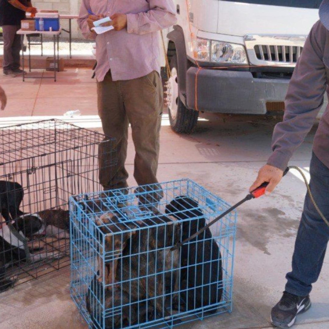 Baños garrapaticidas de mascotas para prevenir la rickettsia