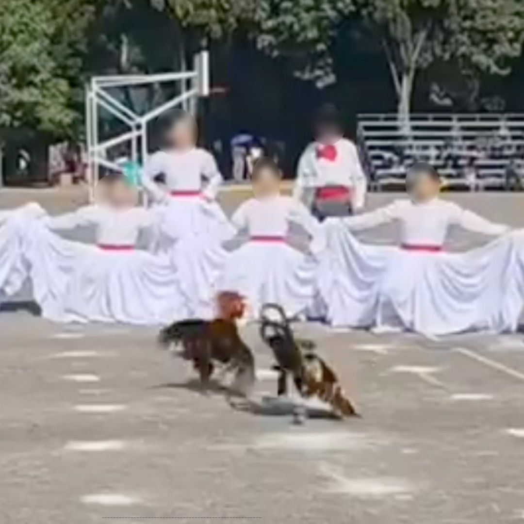 Pelea de Gallos en Festival de Día de las Madres 2025 en el CENHCH, Puebla