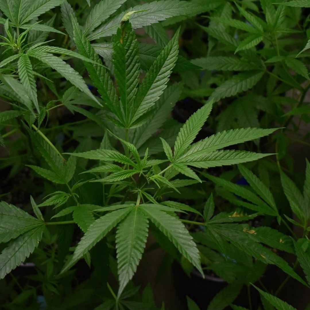 La DEA  tomará medidas para reclasificar la marihuana como una droga menos peligrosa
