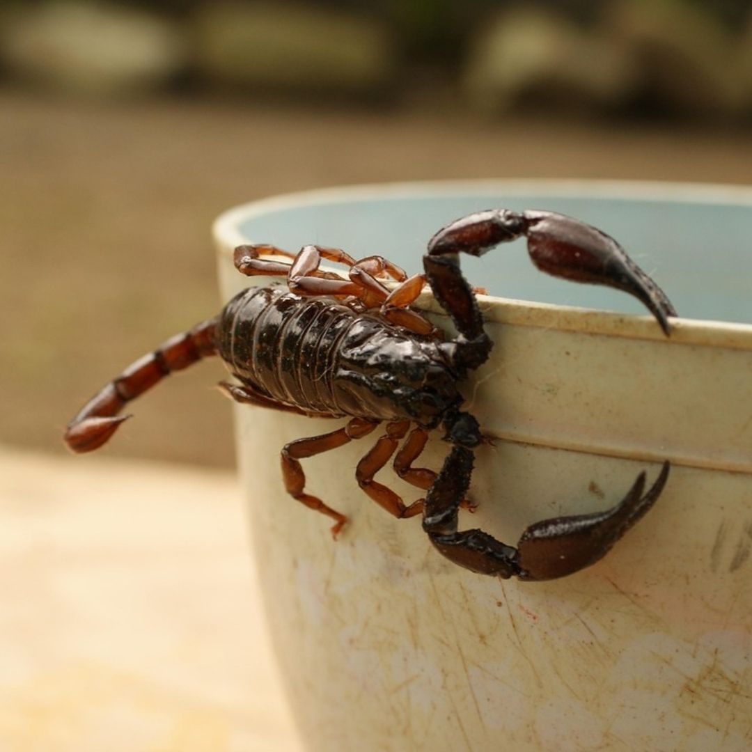 Riesgo en Época de Calor por Animales Ponzoñosos