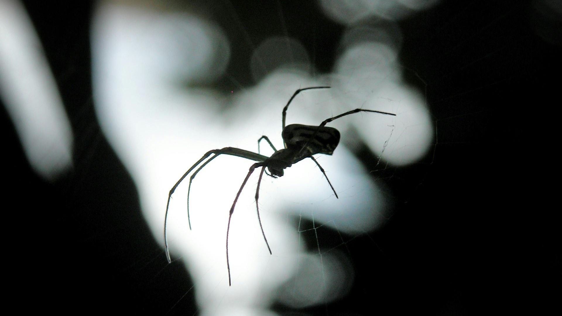 Mordedura de Araña Violinista: Síntomas, Cómo Prevenir Picaduras y Ocho Casos en Puebla