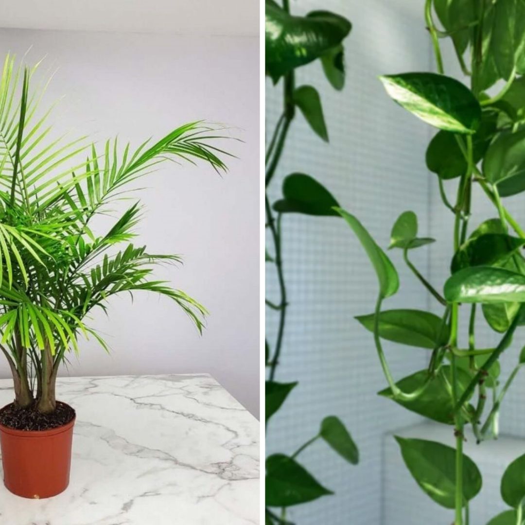 Estas plantas ayudan en época de contingencia ambiental