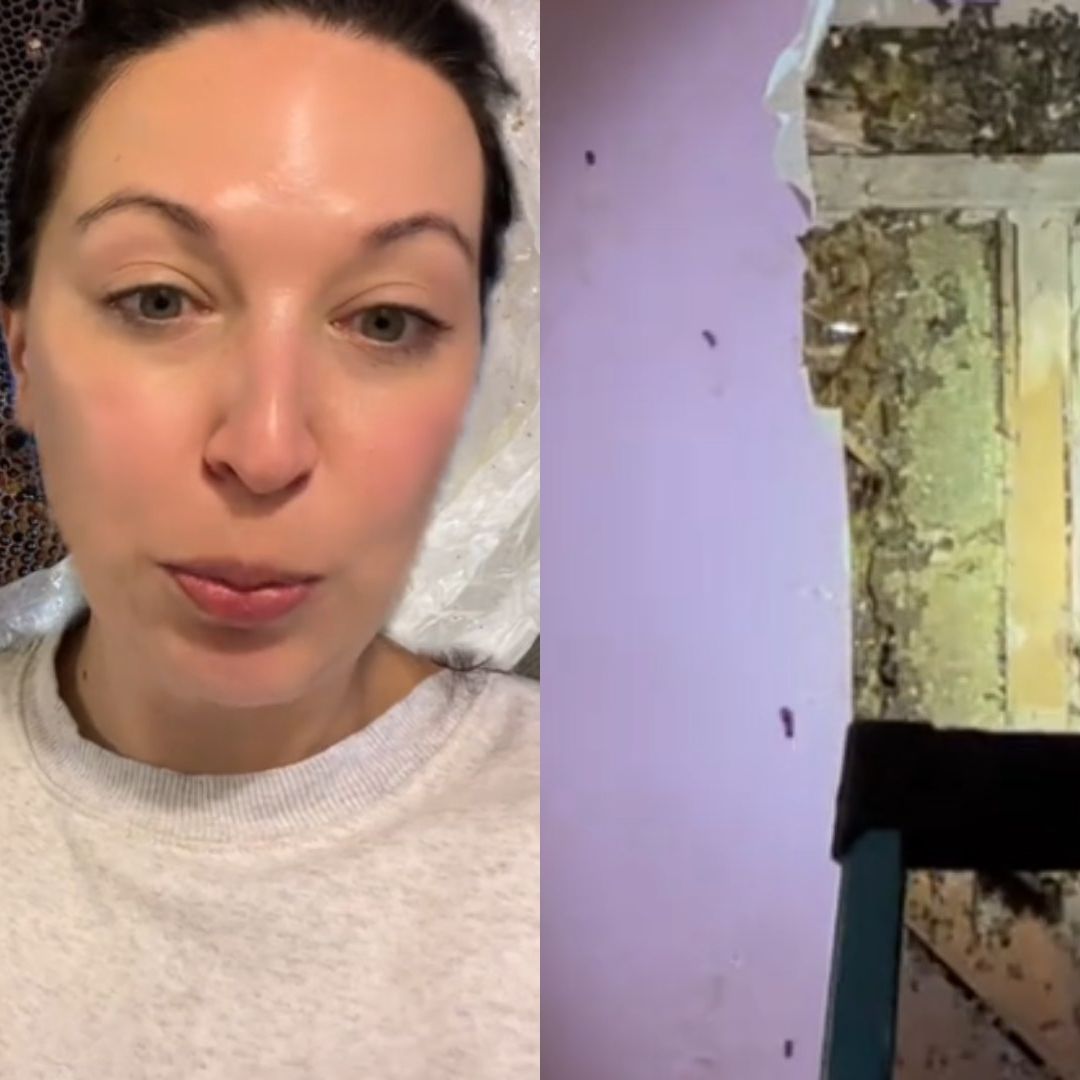 Descubren colmena con más de 50 abejas detrás de la pared del cuarto de una bebé