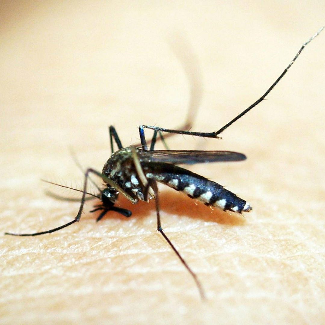 Las picaduras de mosquitos pueden transmitir virus o incluso parásitos