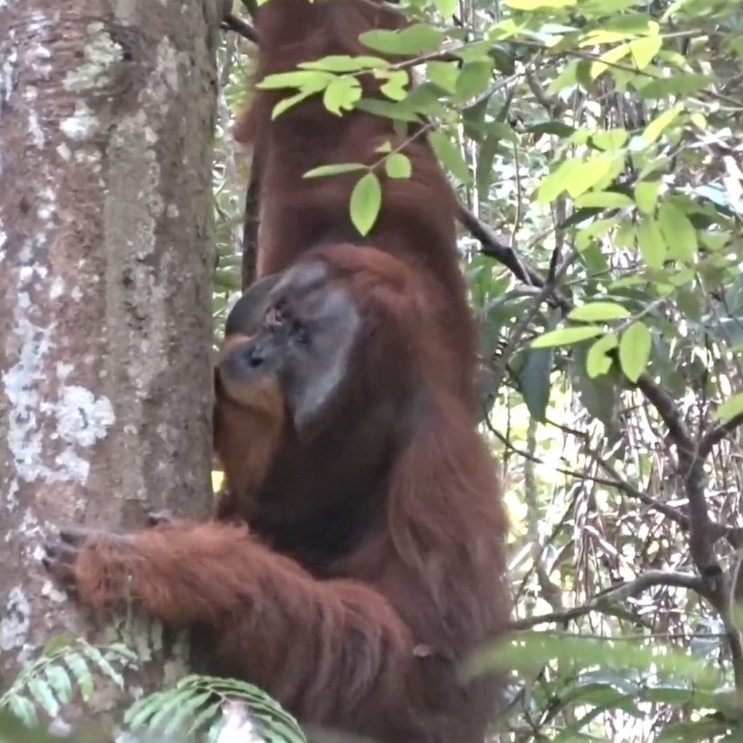 Captan orangután que se cura las heridas con plantas
