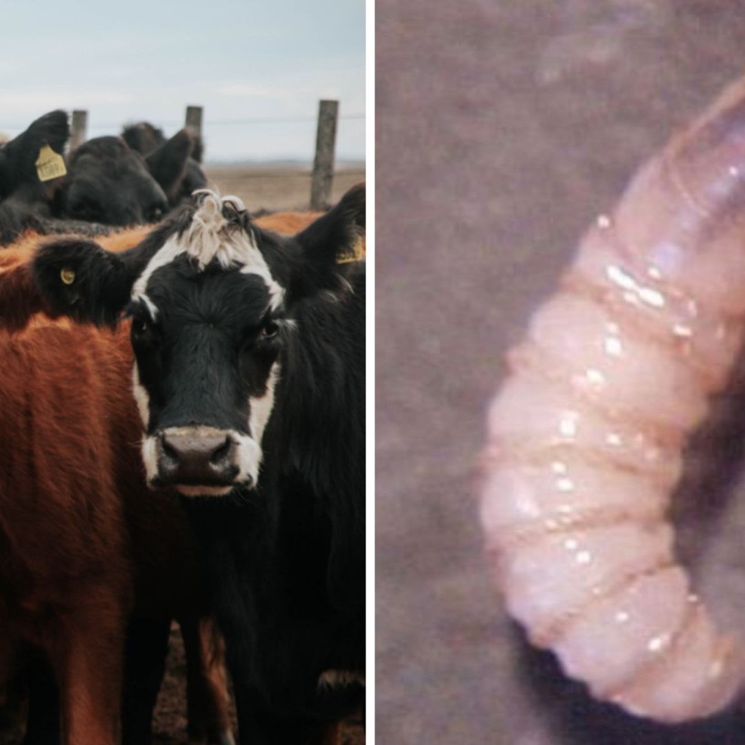 El gusano barrenador parece un tornillo y es de forma cilíndrica