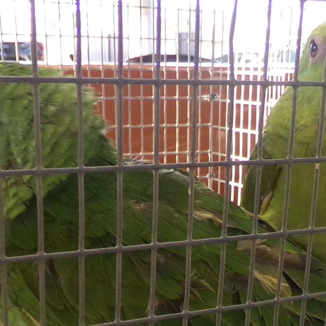 Con 5 Loros Ocultos, Detienen a Mujer por Contrabando en la Garita