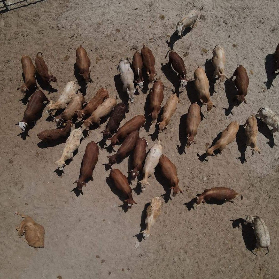 Ante la plaga del gusano barrenador se ha cerrado la frontera al ganado mexicano