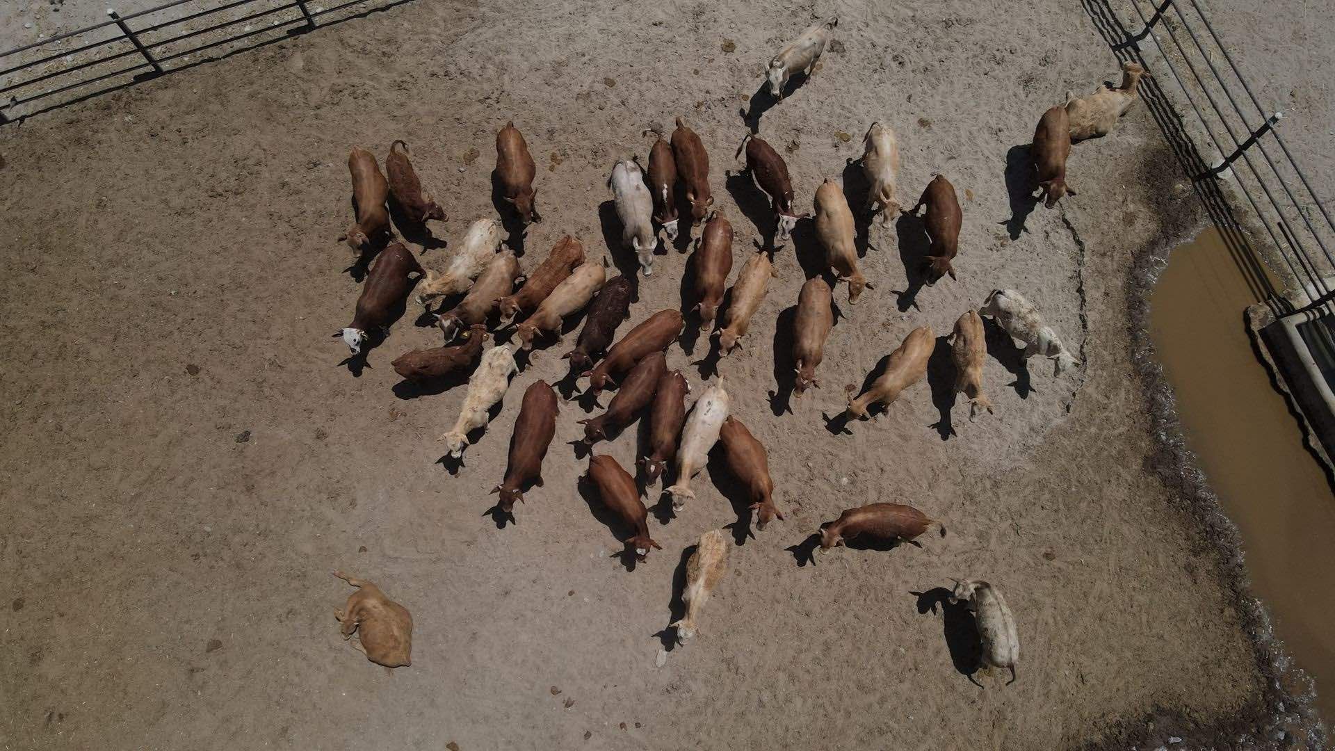 Ante la plaga del gusano barrenador se ha cerrado la frontera al ganado mexicano