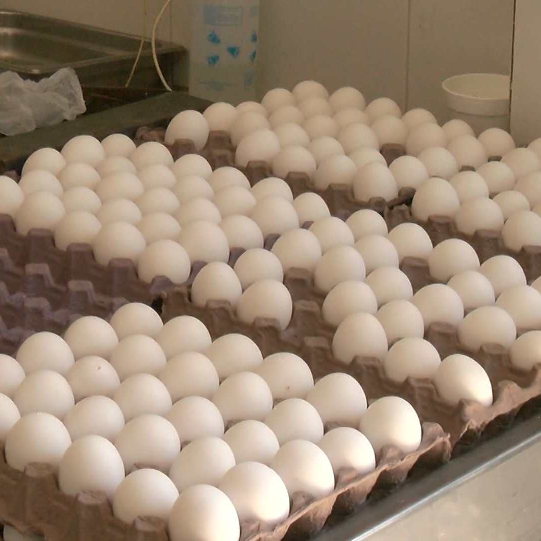 Vuela el Precio por los Aires; El Huevo Alcanzó los 100 Pesos el Kilo