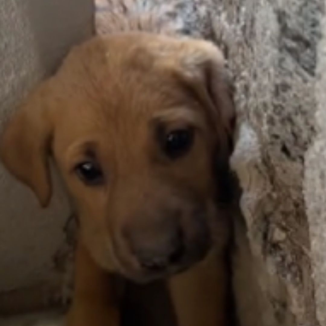 Video | Cachorro es Rescatado tras Quedar Atrapado en una Pared